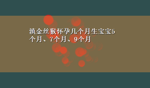 滇金丝猴怀孕几个月生宝宝5个月、7个月、9个月