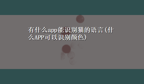 有什么app能识别猫的语言(什么APP可以识别颜色)