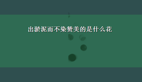 出淤泥而不染赞美的是什么花