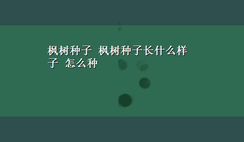 枫树种子 枫树种子长什么样子 怎么种